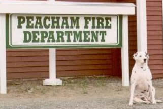 Moo in front of Peacham Fire Station